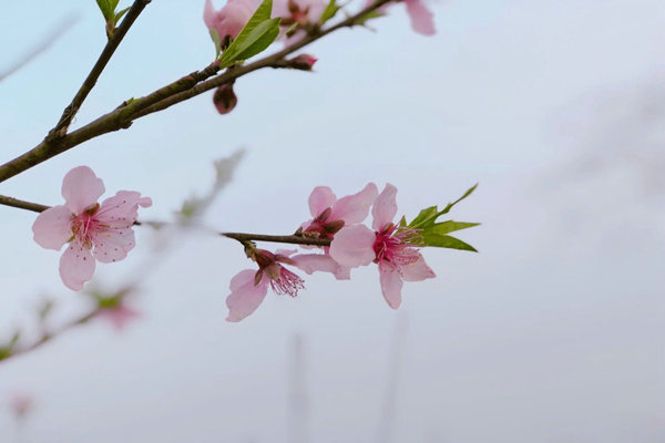 助企精準治污降本增效，蘇州首個“炭管家”智慧平臺全面推廣